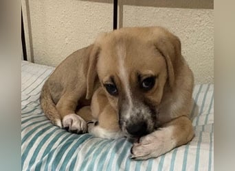 Cola, geb. ca. 11/2025, lebt in GRIECHENLAND, auf einer privaten Pflegestelle