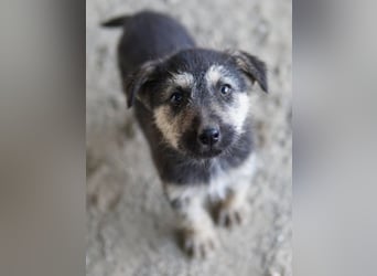 Hossam, geb. ca. 01/2026, lebt in GRIECHENLAND, auf einer privaten Pflegestelle