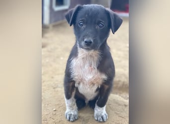 Altor, geb. ca. 10/2025, lebt in GRIECHENLAND, auf einer privaten Pflegestelle