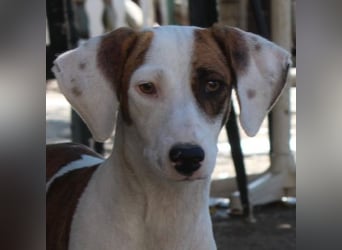 Nivara, geb. ca. 11/2024, lebt in GRIECHENLAND, auf einer privaten Pflegestelle