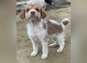 Nyli, geb. ca. 10/2025, lebt in GRIECHENLAND, auf einer privaten Pflegestelle