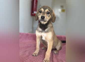 Lotte, geb. ca. 05/2026, lebt in GRIECHENLAND, im städt. Tierheim Serres