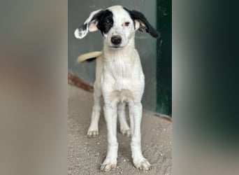 Dani, geb. ca. 02/2026, lebt in GRIECHENLAND, im städt. Tierheim Serres