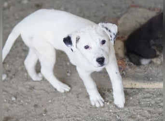 Yaspi, geb. ca. 01/2026, lebt in GRIECHENLAND, auf einer privaten Pflegestelle