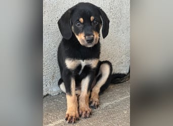 Luise, geb. ca. 05/2026, lebt in GRIECHENLAND, im städt. Tierheim Serres