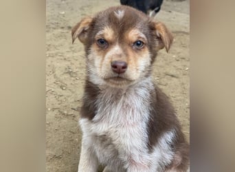 Krysante, geb. ca. 10/2025, lebt in GRIECHENLAND, auf einer privaten Pflegestelle