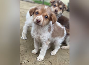 Nyli, geb. ca. 10/2025, lebt in GRIECHENLAND, auf einer privaten Pflegestelle