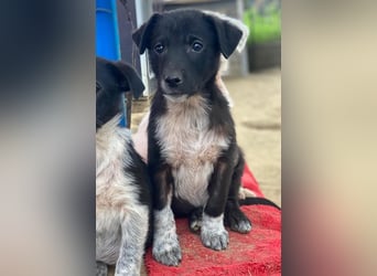 Altor, geb. ca. 10/2025, lebt in GRIECHENLAND, auf einer privaten Pflegestelle