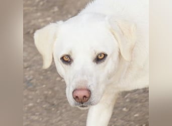 Gianna, geb. ca. 02/2022, lebt in GRIECHENLAND, im städt. Tierheim Serres