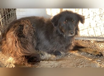 Kayra, geb. ca. 09/2018, lebt in GRIECHENLAND, im städt. Tierheim Serres