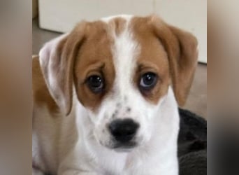 Sprite, geb. ca. 11/2025, lebt in GRIECHENLAND, auf einer privaten Pflegestelle