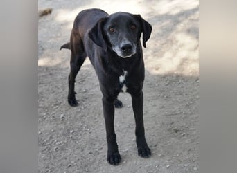 Chelion, geb. ca. 11/2018, lebt in GRIECHENLAND, im städt. Tierheim Serres