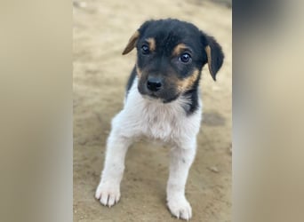 Caien, geb. ca. 10/2025, lebt in GRIECHENLAND, auf einer privaten Pflegestelle