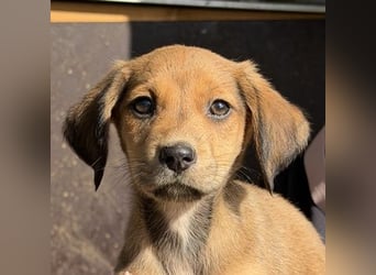 Lorex, geb. ca. 12/2025, lebt in GRIECHENLAND, auf einer privaten Pflegestelle