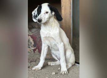 Dani, geb. ca. 02/2026, lebt in GRIECHENLAND, im städt. Tierheim Serres