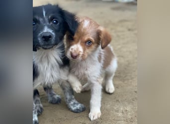 Nyli, geb. ca. 10/2025, lebt in GRIECHENLAND, auf einer privaten Pflegestelle