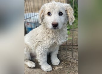 Tiramisu, geb. ca. 01/2026, lebt in GRIECHENLAND, auf einer privaten Pflegestelle