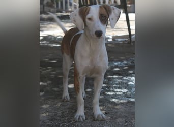 Nivara, geb. ca. 11/2024, lebt in GRIECHENLAND, auf einer privaten Pflegestelle