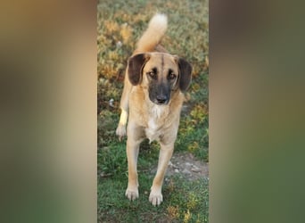 Fritz, geb. ca. 05/2022, lebt in GRIECHENLAND, im städt. Tierheim Serres