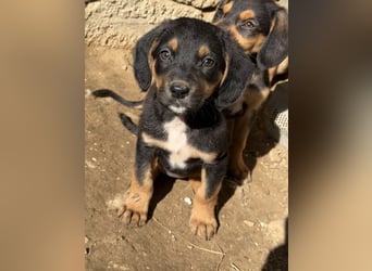 Loxie, geb. 12/2025, lebt in GRIECHENLAND, auf einer privaten Pflegestelle