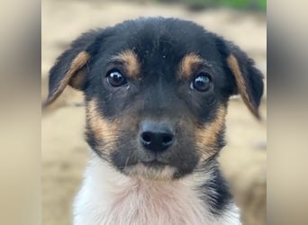 Caien, geb. ca. 10/2025, lebt in GRIECHENLAND, auf einer privaten Pflegestelle