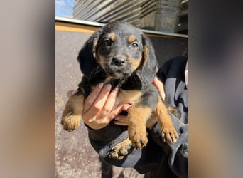 Loxie, geb. 12/2025, lebt in GRIECHENLAND, auf einer privaten Pflegestelle