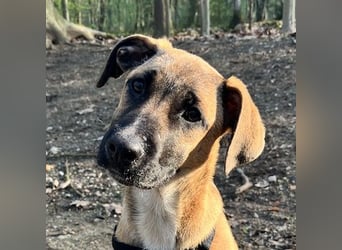 Dickie, geb. ca. 11/2025, lebt bei einer Familie in 46236 Bottrop