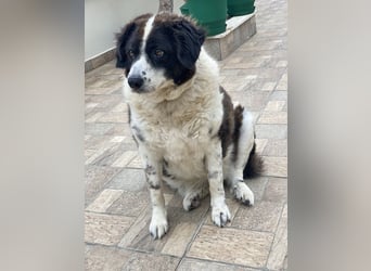 Linda, geb. ca. 09/2015, lebt in GRIECHENLAND, auf einer privaten Pflegestelle