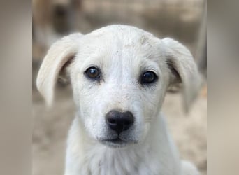 Mochina, geb. ca. 01/2026, lebt in GRIECHENLAND, auf einer privaten Pflegestelle