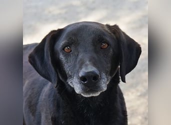 Chelion, geb. ca. 11/2018, lebt in GRIECHENLAND, im städt. Tierheim Serres