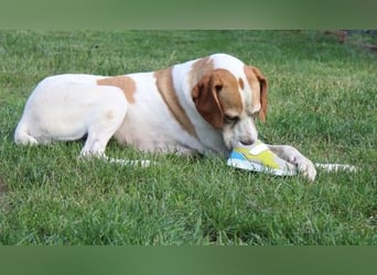 Sienna, geb. ca. 07/2023, lebt auf einer Pflegestelle in 67735 Mehlbach