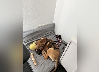 Dickie, geb. ca. 11/2025, lebt bei einer Familie in 46236 Bottrop