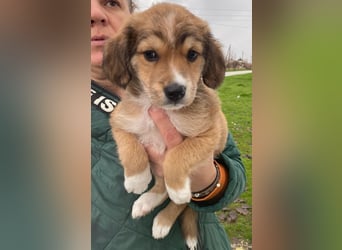 Barnes, geb. ca. 10/2025, lebt in GRIECHENLAND, im städt. Tierheim Serres