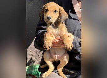 Lorex, geb. ca. 12/2025, lebt in GRIECHENLAND, auf einer privaten Pflegestelle