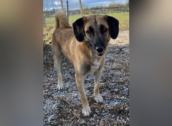 Fritz, geb. ca. 05/2022, lebt in GRIECHENLAND, im städt. Tierheim Serres