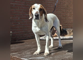 Zack, geb. ca. 10/2022, lebt auf einer Pflegestelle in 23556 Lübeck