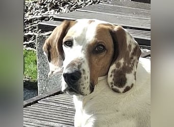 Zack, geb. ca. 10/2022, lebt auf einer Pflegestelle in 23556 Lübeck