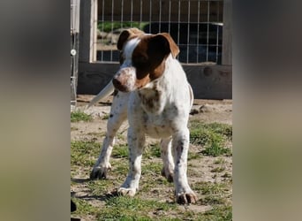 Titus geb. ca. 04/2025, lebt in GRIECHENLAND, auf einer privaten Pflegestelle