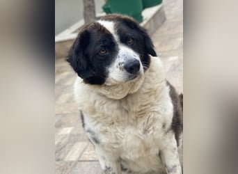 Linda, geb. ca. 09/2015, lebt in GRIECHENLAND, auf einer privaten Pflegestelle