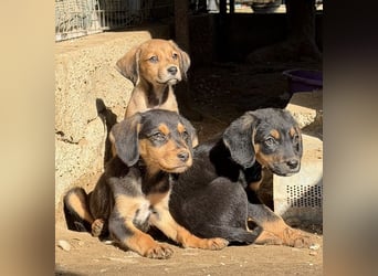 Lorex, geb. ca. 12/2025, lebt in GRIECHENLAND, auf einer privaten Pflegestelle