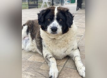 Linda, geb. ca. 09/2015, lebt in GRIECHENLAND, auf einer privaten Pflegestelle