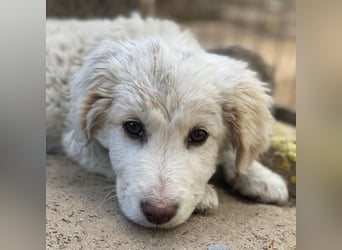 Tiramisu, geb. ca. 01/2026, lebt in GRIECHENLAND, auf einer privaten Pflegestelle