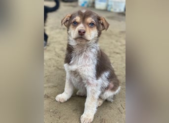 Krysante, geb. ca. 10/2025, lebt in GRIECHENLAND, auf einer privaten Pflegestelle