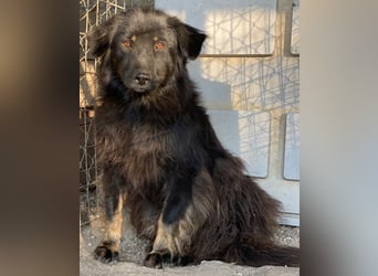 Kayra, geb. ca. 09/2018, lebt in GRIECHENLAND, im städt. Tierheim Serres