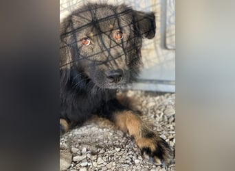 Kayra, geb. ca. 09/2018, lebt in GRIECHENLAND, im städt. Tierheim Serres