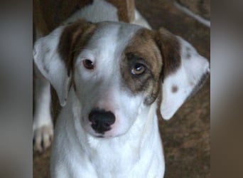 Nivara, geb. ca. 11/2024, lebt in GRIECHENLAND, auf einer privaten Pflegestelle