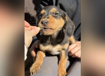 Lior, geb. ca. 12/2025, lebt in GRIECHENLAND, auf einer privaten Pflegestelle