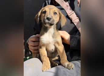 Lurelia, geb. 12/2025, lebt in GRIECHENLAND, auf einer privaten Pflegestelle