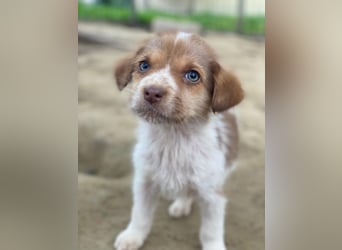 Nyli, geb. ca. 10/2025, lebt in GRIECHENLAND, auf einer privaten Pflegestelle