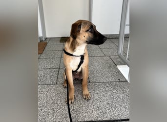 Dickie, geb. ca. 11/2025, lebt bei einer Familie in 46236 Bottrop